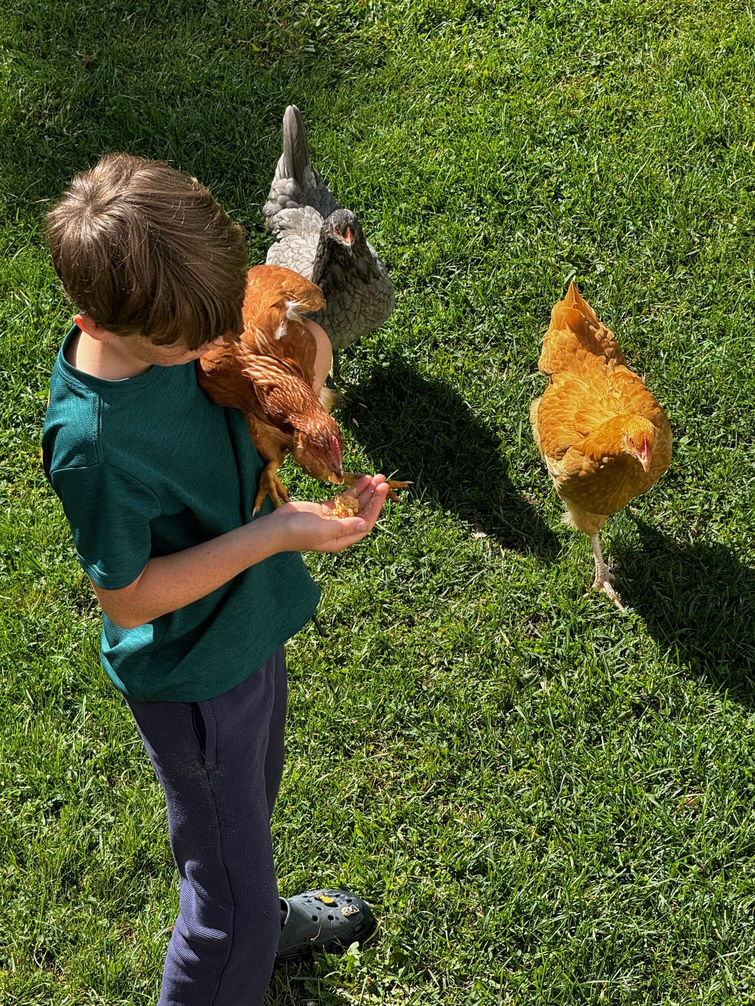 Feeding the chickens