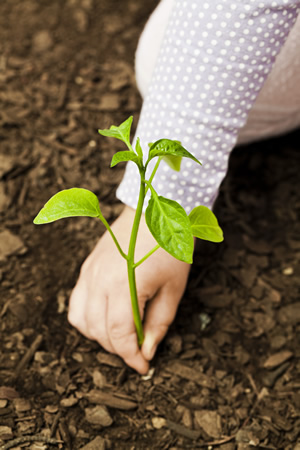 Planting